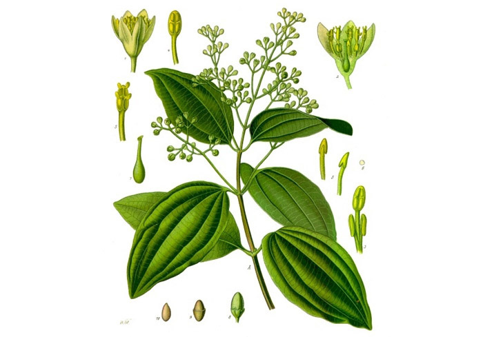 Litsea cubeba